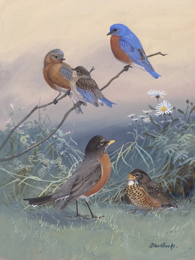 Bluebird, Robin av Allan Brooks av Allan Brooks