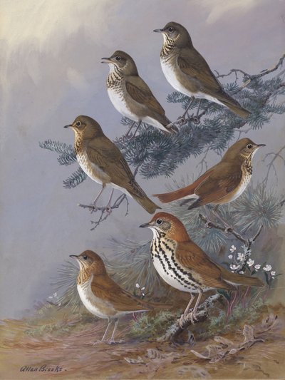 Thrush av Allan Brooks av Allan Brooks