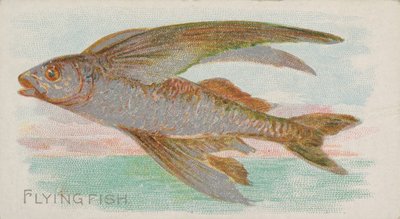 Flying Fish, från Fish from American Waters serie N8 för Allen & Ginter Cigarettes ..., 1889. av Allen and Ginter