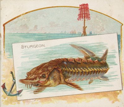 Sturgeon, från Fish från American Waters serie N39 för Allen & Ginter Cigarettes, 1889. av Allen and Ginter