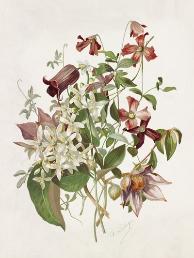 Clematis av Alois Lunzer