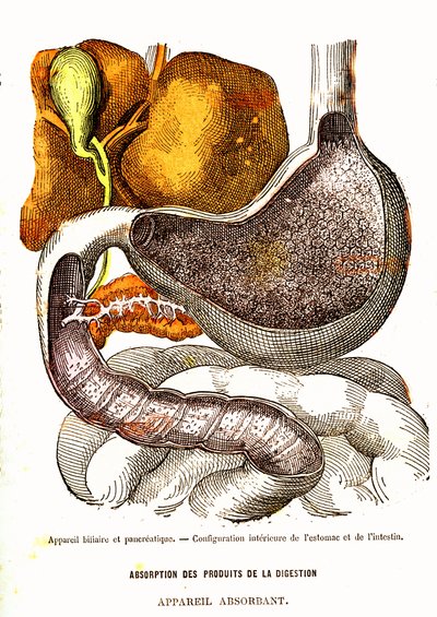 Gall- och bukspottkörtelsystemet - normalt liv och hälsa av J. Rengade-teckning av A. Demarle 1881 av Alphonse Demarle