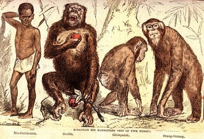 Evolution av däggdjur till den mänskliga typen: Naturlig skapelse och levande varelser (De Jules Rengade). Teckning av A. Demarle. 1885 av Alphonse Demarle