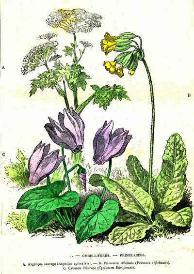 Ombelliferes, Primulacees: Naturlig skapelse och levande varelser. Teckning av A. Demarle. 1885 av Alphonse Demarle