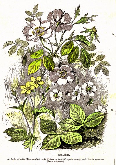 Rosacees - Naturlig skapelse och levande varelser: Teckning av A. Demarle. 1885 av Alphonse Demarle