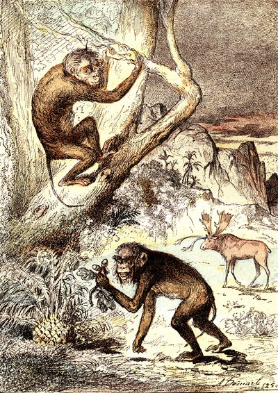De katarinska aporna (miocenperioden): Semnopitheques. J. Rengades naturliga skapelse och levande varelser. Ritning A. Demarle av Alphonse Demarle