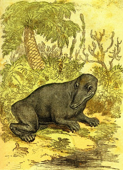 Labyrintodonten (Amfibie): Amfibie från kolperioden. Naturlig skapelse och levande varelser. Teckning A. Demarle 1885 av Alphonse Demarle