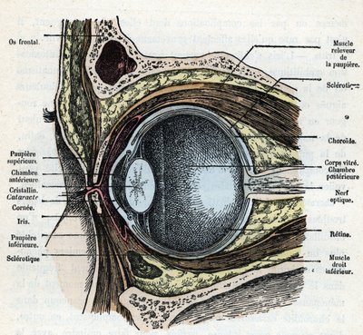 Vertikal skärning av en ögonglob med grå starrgravyr från "Nature and Man" av Rengade 1881 Privat samling av Alphonse Demarle