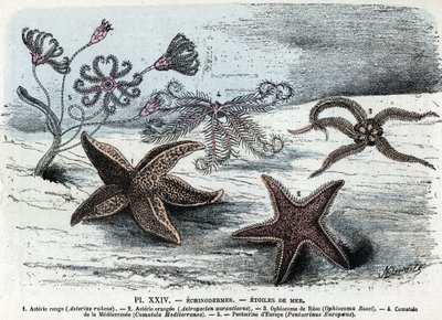 Zoologisk styrelse; tagghuding, havsstjärnor (asterier, ophiocoma, comatum och pentakrin) (Zoologisk platta: sjöstjärnor) Gravyr från "" L