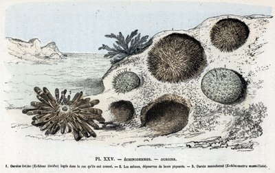Zoologiskt diagram: tagghudingar, borrar (Zoologisk plåt: tagghudingar, sjöborrar) Gravyr från "" L