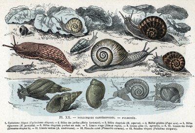 Zoologiskt diagram; gasteropods blötdjur, lungor (cyklostoma, trädgårdsspiral och sorg, röd snigel, grå snigel, limnee, planorb, paludine...) (Zoologisk platta: gastropod blötdjur som snigel, cyclostoma, planorb, limnea) Gravyr från "" L