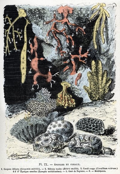 Zoologiskt diagram: svampar och koraller (gorgone, bebryce, koraller, svampar, neptunushandske (Zoologisk platta: havssvampar och koraller) Gravyr från "" L