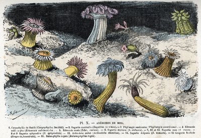 Zoologisk skylt: havsanemoner (Zoologisk skylt: havsanemoner) Gravyr från "" L