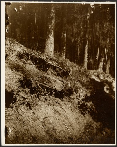 [Studie av ojordade rötter från ett träd som blottats från sidan av en kulle] av Alphonse Maria Mucha