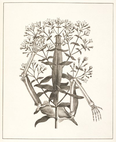 Illustration från 