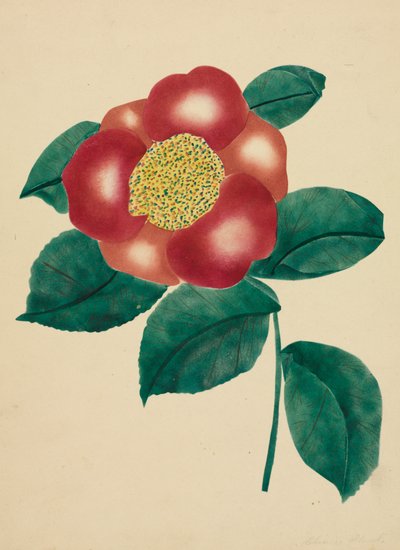 Kinesisk blomma (akvarell) av Altha Mary Nims
