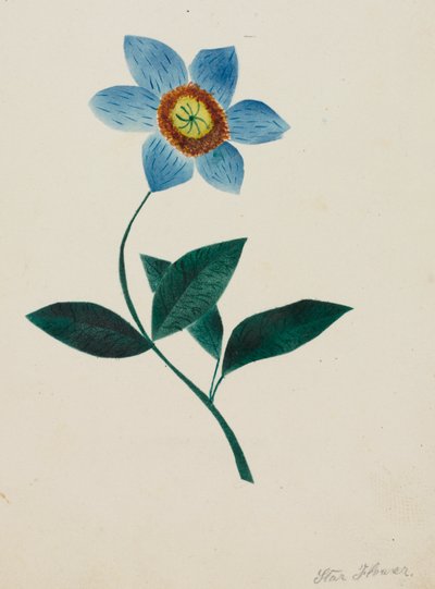 Stjärnblomma (akvarell) av Altha Mary Nims