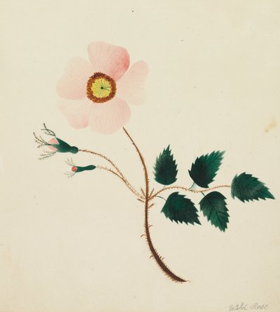 Vildros (akvarell) av Altha Mary Nims