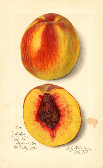 Persikor (Prunus persica: J.H. Hale) (akvarell) av Amanda Almira Newton