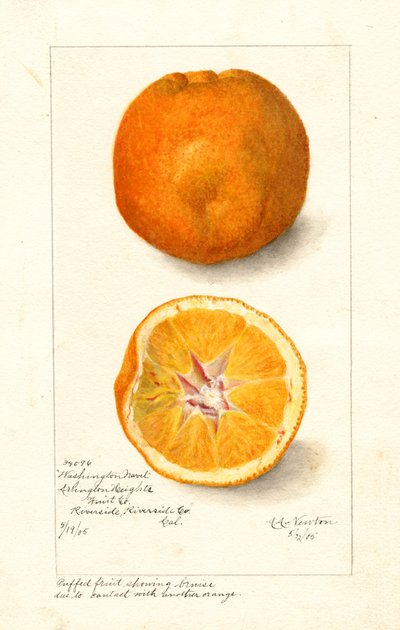 Washington Navel Oranges ( Citrus sinensis) (akvarell) av Amanda Almira Newton