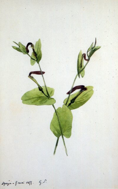 Aristolochia ett stort växtsläkte av familjen Aristolochiaceae (akvarell) av Amantine Dupin