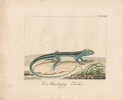 Blåhuvad skink (handkolorerat kopparstick) av Ambrosius Gabler