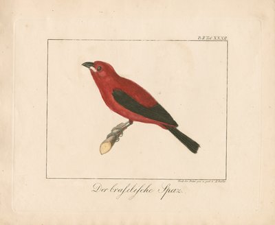Brazilian Finch (handkolorerat kopparstick) av Ambrosius Gabler