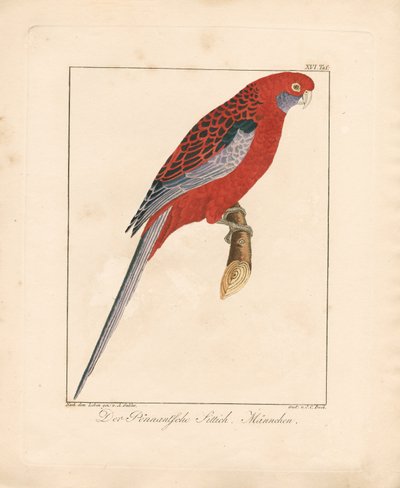 Crimson Rosella, man (handkolorerad litografi) av Ambrosius Gabler