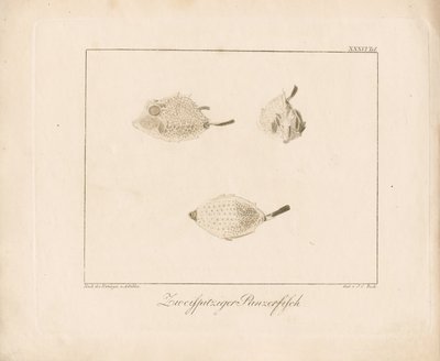Longhorn Cowfish (koppargravyr) av Ambrosius Gabler