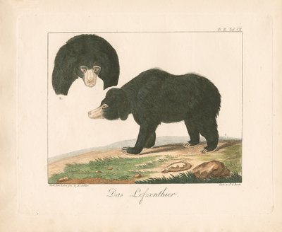Malayan Sun Bear (handkolorerad litografi) av Ambrosius Gabler