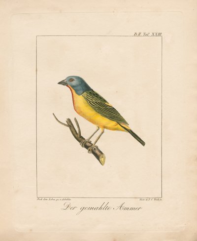 Painted Bunting (handkolorerad lito) av Ambrosius Gabler