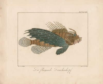 Röd skorpionfisk (handkolorerad kopparstickning) av Ambrosius Gabler