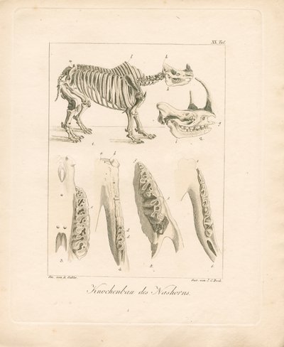 Noshörningens skelettstruktur (kopparstick i färg) av Ambrosius Gabler