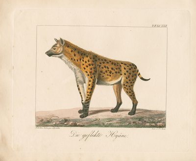 Prickig hyena (handkolorerad litografi) av Ambrosius Gabler