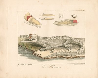 Caiman (handkolorerad gravyr) av Ambrosius Gabler