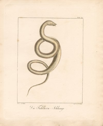The Feeler Snake (handkolorerad litografi) av Ambrosius Gabler