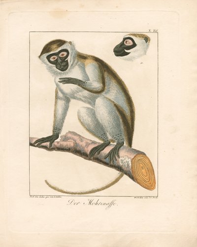 The Moor Monkey (handkolorerad koppargravyr) av Ambrosius Gabler
