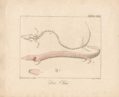 Olm (handkolorerad litografi) av Ambrosius Gabler
