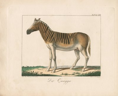 Quagga (handkolorerad litografi) av Ambrosius Gabler