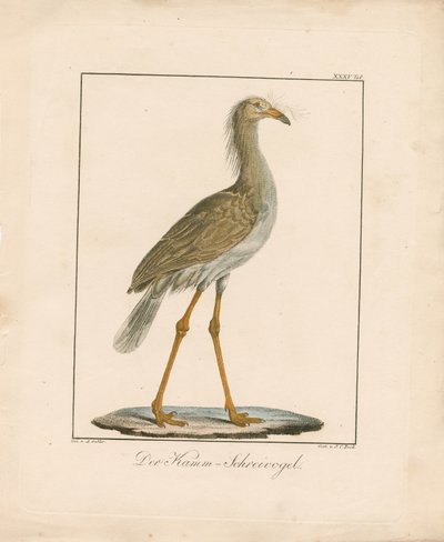 Den rödbenta Seriema (handkolorerad litografi) av Ambrosius Gabler