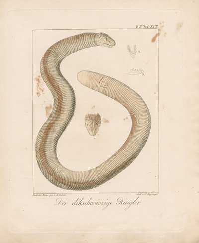 Tjockstjärtad masködla (handkolorerat kopparstick) av Ambrosius Gabler