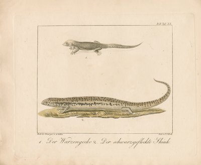 Turkisk gecko och Ocellated Skink (handkolorerat kopparstick) av Ambrosius Gabler