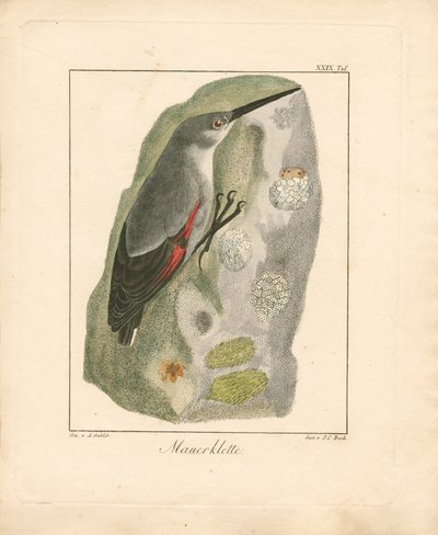 Wallcreeper (handkolorerat kopparstick) av Ambrosius Gabler
