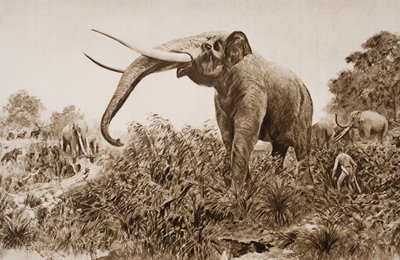 The Chatham Elephant, illustration från 