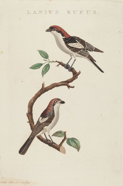 Röd ull av American 19th Century
