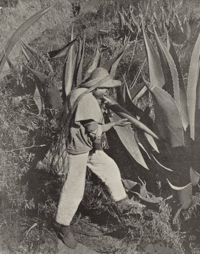 En mexikansk Pulque-samlare (s/v-foto) av American Photographer (after)