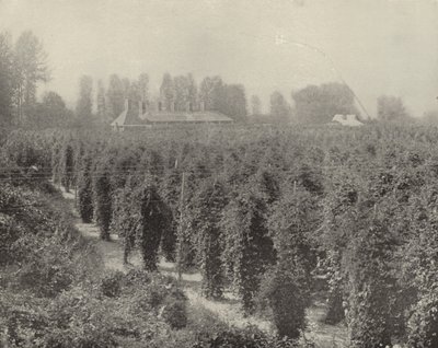 A Washington Hop Yard (s/v foto) av American Photographer (after)