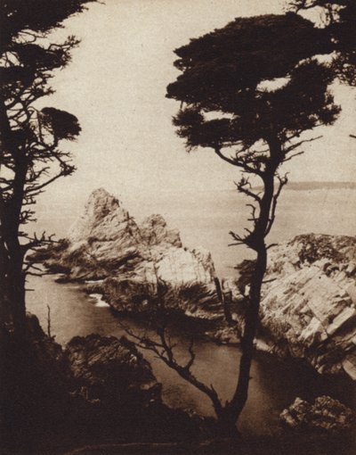 Kalifornien: Monterey Cypress (svart/vitt foto) av American Photographer (after)