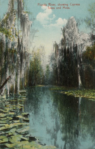 Florida River, som visar cypresser och mossa (foto) av American Photographer (after)
