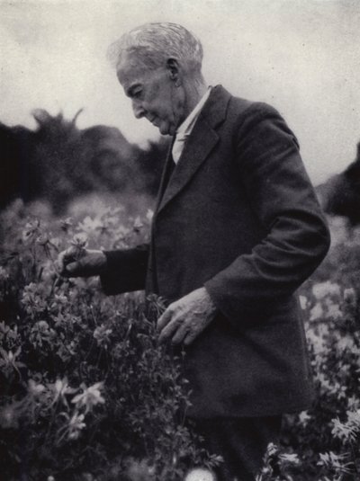 Luther Burbank bland hans blommor (s/v foto) av American Photographer (after)